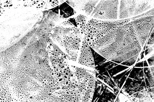 KOACERVÁTUM sorozat