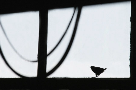 Madárka / Madárka sorozat