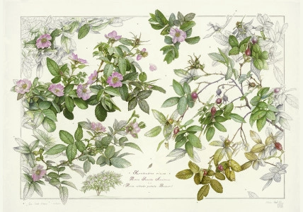 "Rosa Sancti Andreae" (Szentendrei rózsa)