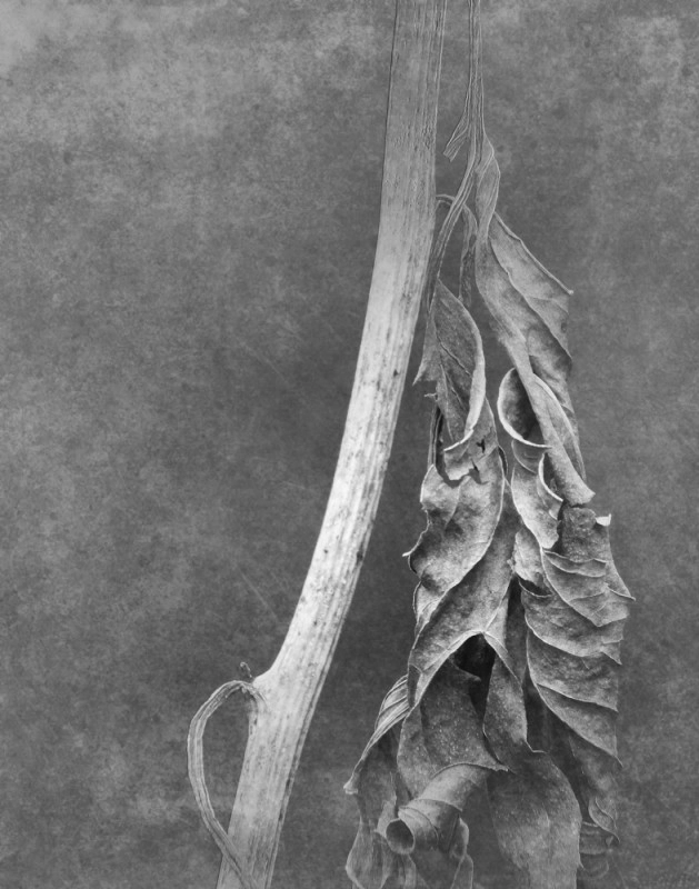 A bomlás szépsége 21c