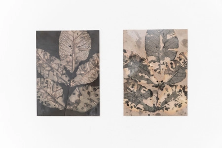 Egy élet halála egy másiknak az életet jelenti, avagy a gubacsatka megbetegítette a helembai diófát!