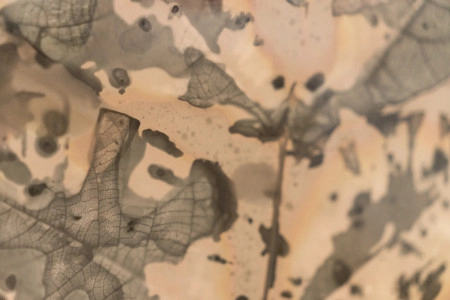 Egy élet halála egy másiknak az életet jelenti, avagy a gubacsatka megbetegítette a helembai diófát!