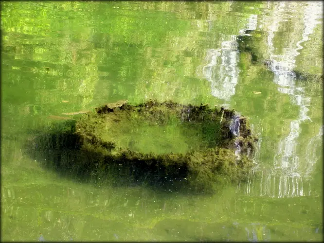 TRIPTICHON című Fodor Ákos haikuhoz