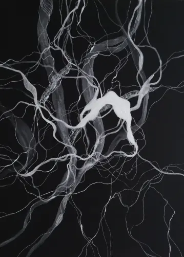 Fehér fűz gyökerek III.