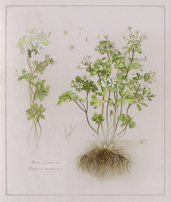 Herbes simples/ Isopyrum thalictroides (Erdei galambvirág)